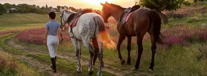 horses skincare
